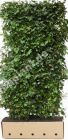 Acer campestre - Feldahorn Hecke-/Pflanze-/Baum