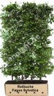 Fagus sylvatica - Rotbuche Hecke-/Pflanze-/Baum