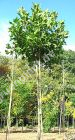 Platanus acerifolia 'Alphons Globe' - Kugel-Platane Baum