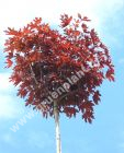 Acer platanoides 'Crimson Sentry' - Roter Kugel-Ahorn Baum