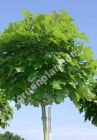 Quercus palustris 'Green Dwarf' - Kugel-Sumpf-Eiche Baum