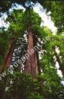 Sequoia Sempervirens - Küsten-Mammutbaum