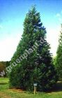 Sequoiadendron giganteum - Berg-Mammutbaum