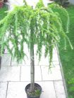 Larix kaempferi 'Pendula' - Japanische Hänge-Lärche Baum