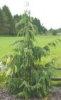 Chamaecyparis nootkatensis 'Pendula' - Hänge-Nootkazypresse Baum