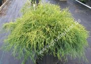 Chamaecyparis pisifera 'Filifera Aurea' - Gelbe Fadenzypresse Pflanze