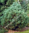 Pinus sylvestris 'Watereri' - Strauch-Wald-Kiefer Baum