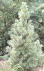 Pinus cembra - Zirbel-Kiefer Baum