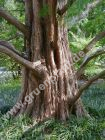 Metasequoia glyptostroboides - Urwelt-Mammutbaum