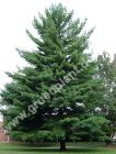 Pinus strobus - Weymouth-Kiefer Baum