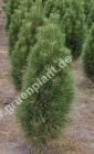 Pinus nigra 'Green Tower' - Säulen-Schwarzkiefer Baum