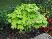Acer shirasawanum 'Aureum' - Japanischer Gold-Ahorn Baum