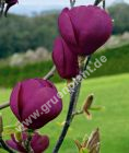 Magnolia 'Black Tulip' - Rubinrote Magnolie Pflanze-/Baum