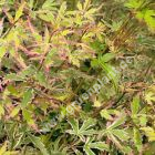 Acer palmatum 'Butterfly' - Japanischer Schmetterlings-Ahorn Baum