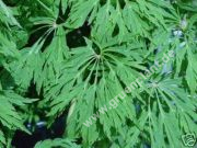 Acer japonicum 'Aconitifolium' - Eisenhutblättriger Feuer-Ahorn Baum