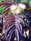 Albizia julibrissin 'Summer Chocolate' - Seidenbaum / Schlafbaum
