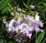 Chitalpa tashkentensis 'Pink Dawn' - Baumoleander