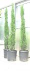 Cupressus sempervirens - Sulenzypressen Baum