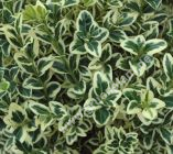 Buxus sempervirens 'Elegantissima' / 'Variegata' - Weissbunter Buchsbaum