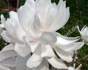 Magnolia x loebneri 'Wildcat' - Gefllte Magnolie Pflanze-/Baum