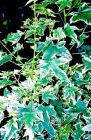Liquidambar styraciflua 'Silver King' - Weissbunter Amberbaum