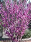 Cercis chinensis 'Avondale' - Chinesischer Judasbaum