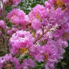 Lagerstroemia indica 'Mardi Grass' - Lagerstroemie / Kreppmyrthe
