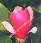 Magnolia 'Galaxy' - Rote Magnolie Pflanze-/Baum