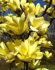 Magnolia 'Yellow Bird' - Gelbe Magnolie Pflanze-/Baum