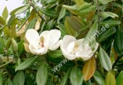 Magnolia grandiflora 'Galissoniere' - Immergrne Magnolie Pflanze-/Baum