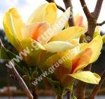 Magnolia 'Sunsation' -  Magnolie Pflanze-/Baum
