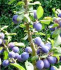 Prunus domestica Ssp. Insititia - Haferschlehen Baum
