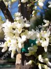 Cercis canadensis 'Texas White' - Kanadischer Judasbaum