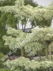 Cornus controversa 'Variegata' - Weissbunter-Etagen-Hartriegel Baum