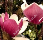 Magnolia 'Satisfaction' - Sulen-/Porzellan-Magnolie Pflanze-/Baum