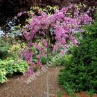 Cercis canadesis 'Lavender Twist' - Hnge-Judasbaum