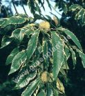 Castanea sativa 'Variegata' - Weissbunter Esskastanien/Maronen Baum