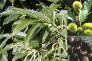 Castanea sativa - Esskastanien/Maronen Baum