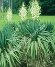Yucca gloriosa - Yucca-Palme Pflanze