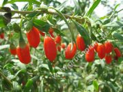 Lycium barbarum 'Sweet Lifeberry' - Goji-Beeren Pflanze