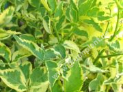 Sambucus nigra 'Madonna' - Buntlaubiger Holunder Pflanze