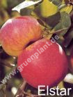 Malus domestica - Apfel Baum 'Elstar'