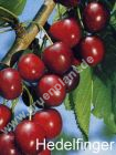 Prunus avium - Süßkirschen Baum 'Hedelfinger Riesenkirsche'