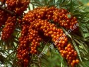 Hippophae rhamnoides 'Leikora' - Weiblicher Sanddorn Pflanze