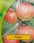 Malus domestica - Duo-Apfel Baum 'Topaz(S)' und 'Pinova(S)'