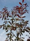 Juglans regia 'Purpurea' - Rotblttriger Walnussbaum