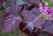 Cercis canadensis 'Forest Pansy' - Amerikanischer Judasbaum