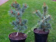 Pinus parviflora 'Glauca' - Blaue Mädchen-Kiefer Baum