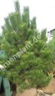 Pinus nigra 'Austriaca' - sterreichische Schwarz-Kiefer Baum