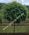 Robinia pseudoacacia 'Umbraculifera' - Kugelakazien Baum